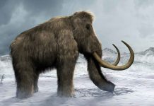 Study: Hot pots helped ancient Siberian hunters survive the Ice Age Study: Hot pots helped ancient Siberian hunters survive the Ice Age