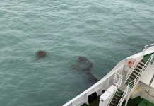 Study: Invasive marine species discovered on non–native kelp rafts Study: Invasive marine species discovered on non–native kelp rafts
