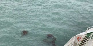 Study: Invasive marine species discovered on non–native kelp rafts Study: Invasive marine species discovered on non–native kelp rafts