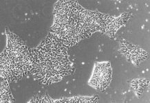 Study: The world’s largest stem cell biobank launched Study: The world's largest stem cell biobank launched