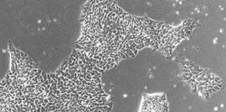 Study: The world’s largest stem cell biobank launched Study: The world's largest stem cell biobank launched