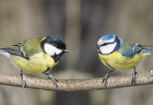 Study: Watching TV helps birds make better food choices Study: Watching TV helps birds make better food choices
