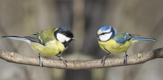 Study: Watching TV helps birds make better food choices Study: Watching TV helps birds make better food choices
