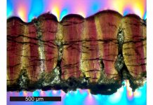 Study: Were dinosaurs warm blooded? Their eggshells say yes Study: Were dinosaurs warm blooded? Their eggshells say yes