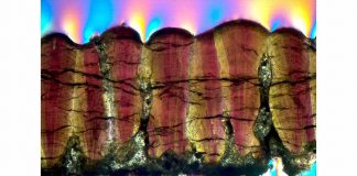 Study: Were dinosaurs warm blooded? Their eggshells say yes Study: Were dinosaurs warm blooded? Their eggshells say yes