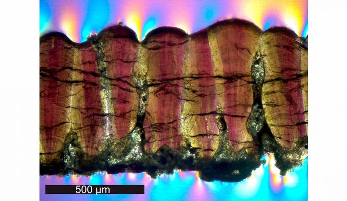 Study: Were dinosaurs warm blooded? Their eggshells say yes