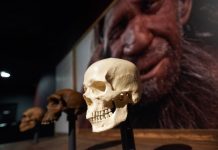Report: Uniquely human cognitive abilities may have evolved by adapting ancestral asymmetry pattern Report: Uniquely human cognitive abilities may have evolved by adapting ancestral asymmetry pattern