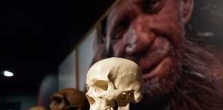 Report: Uniquely human cognitive abilities may have evolved by adapting ancestral asymmetry pattern Report: Uniquely human cognitive abilities may have evolved by adapting ancestral asymmetry pattern