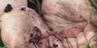 Ancestor of all animals identified, lived more than 555 million years ago Ancestor of all animals identified, lived more than 555 million years ago