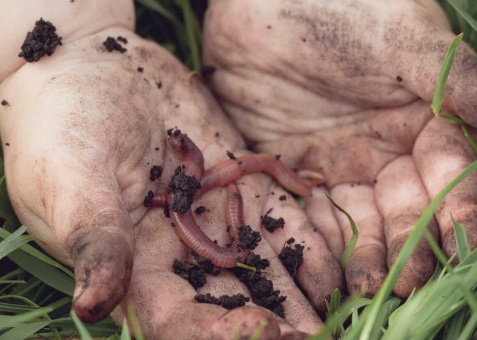 Ancestor of all animals identified, lived more than 555 million years ago Ancestor of all animals identified, lived more than 555 million years ago