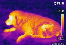 Dogs can detect heat with noses, finds new research Dogs can detect heat with noses, finds new research