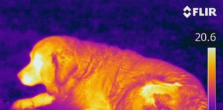 Dogs can detect heat with noses, finds new research Dogs can detect heat with noses, finds new research