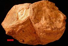 Report: Beer stein-shaped distant relative of modern clams captured snapshots of hot days in the late Cretaceous Report: Beer stein-shaped distant relative of modern clams captured snapshots of hot days in the late Cretaceous