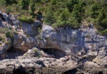 Report: Neanderthals ate mussels, fish, and seals too Report: Neanderthals ate mussels, fish, and seals too