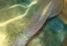 Report: New genetic editing powers discovered in squid Report: New genetic editing powers discovered in squid