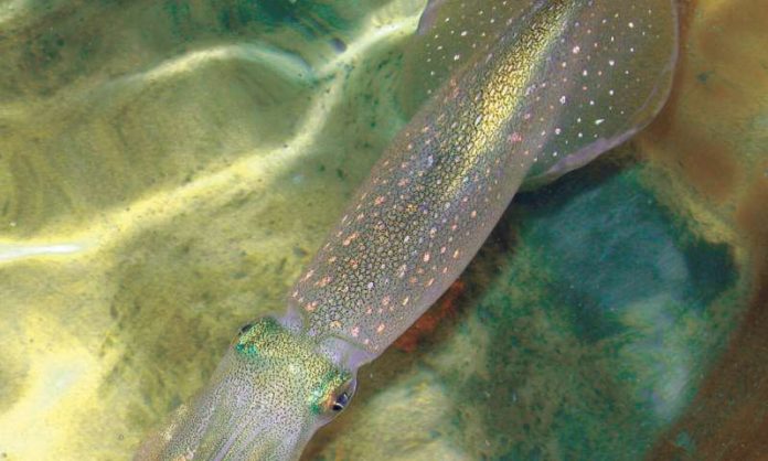 Report: New genetic editing powers discovered in squid