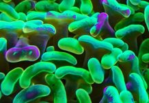 Report: Oral microbiome was subject of crowd-sourced study Report: Oral microbiome was subject of crowd-sourced study