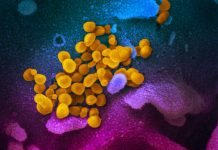Report: SARS-CoV-2 stability similar to original SARS virus Report: SARS-CoV-2 stability similar to original SARS virus