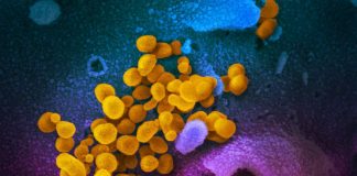 Report: SARS-CoV-2 stability similar to original SARS virus Report: SARS-CoV-2 stability similar to original SARS virus