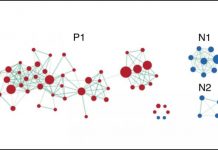 Report: Worldwide scientific collaboration unveils genetic architecture of gray matter Report: Worldwide scientific collaboration unveils genetic architecture of gray matter