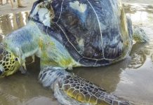 Sea turtles mistake plastic waste for food, Says New Study Sea turtles mistake plastic waste for food, Says New Study