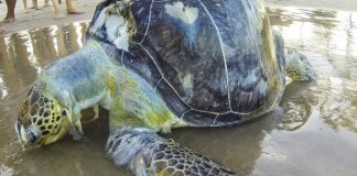 Sea turtles mistake plastic waste for food, Says New Study Sea turtles mistake plastic waste for food, Says New Study