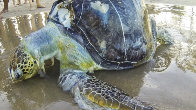 Sea turtles mistake plastic waste for food, Says New Study
