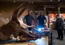 Study: 3D scan sheds new light on Boulder’s own Triceratops Study: 3D scan sheds new light on Boulder’s own Triceratops