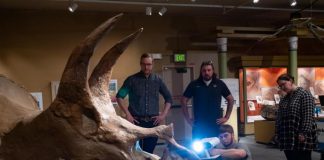 Study: 3D scan sheds new light on Boulder’s own Triceratops Study: 3D scan sheds new light on Boulder’s own Triceratops
