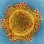 Study: COVID-19, not ‘just a flu’ Study: COVID-19, not ‘just a flu’