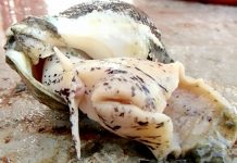 Study: Climate Change Could Threaten Sea Snails in Mid-Atlantic Waters Study: Climate Change Could Threaten Sea Snails in Mid-Atlantic Waters