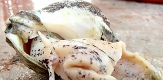 Study: Climate Change Could Threaten Sea Snails in Mid-Atlantic Waters Study: Climate Change Could Threaten Sea Snails in Mid-Atlantic Waters