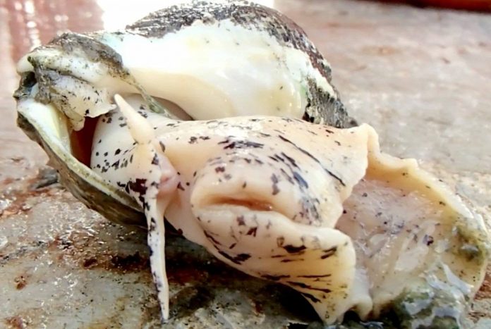 Study: Climate Change Could Threaten Sea Snails in Mid-Atlantic Waters