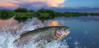 Study: The tiny relative of the jellyfish is parasitic and dwells in salmon tissue Study: The tiny relative of the jellyfish is parasitic and dwells in salmon tissue