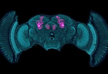 The brains of shrimps and insects are more alike than we thought (Study) The brains of shrimps and insects are more alike than we thought (Study)
