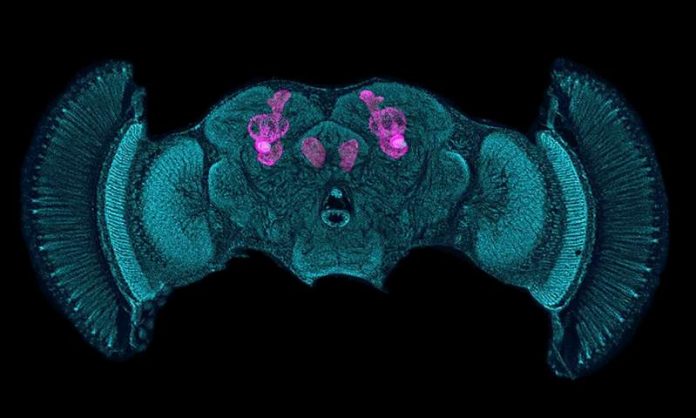 The brains of shrimps and insects are more alike than we thought (Study)