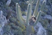 Bald eagles found nesting in arms of Arizona saguaro Bald eagles found nesting in arms of Arizona saguaro