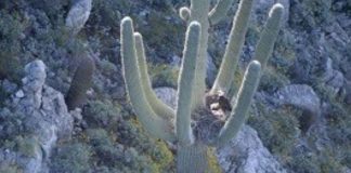 Bald eagles found nesting in arms of Arizona saguaro Bald eagles found nesting in arms of Arizona saguaro