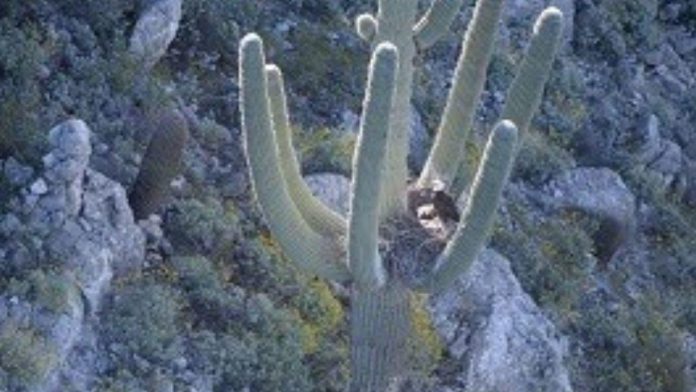 Bald eagles found nesting in arms of Arizona saguaro