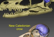Brain evolution traced from tyrannosaurs to modern crows (Study) Brain evolution traced from tyrannosaurs to modern crows (Study)
