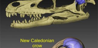 Brain evolution traced from tyrannosaurs to modern crows (Study) Brain evolution traced from tyrannosaurs to modern crows (Study)