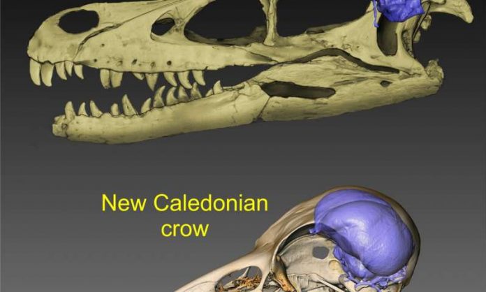 Brain evolution traced from tyrannosaurs to modern crows (Study)