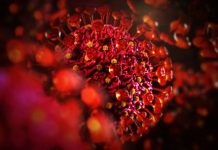 Engineered virus might be able to block coronavirus infections, says new research Engineered virus might be able to block coronavirus infections, says new research