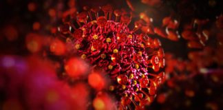 Engineered virus might be able to block coronavirus infections, says new research Engineered virus might be able to block coronavirus infections, says new research