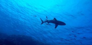 Extinction of threatened marine megafauna would lead to huge loss in functional diversity (Study) Extinction of threatened marine megafauna would lead to huge loss in functional diversity (Study)
