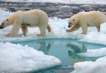 North pole soon to be ice free in summer, Researchers Say North pole soon to be ice free in summer, Researchers Say