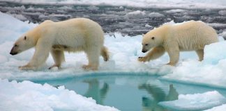 North pole soon to be ice free in summer, Researchers Say North pole soon to be ice free in summer, Researchers Say