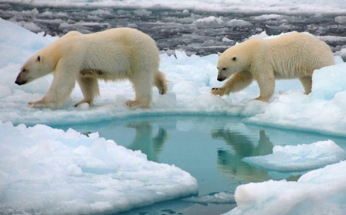 North pole soon to be ice free in summer, Researchers Say
