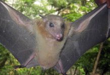 Report: Different groups of bats have their own unique strains of coronavirus Report: Different groups of bats have their own unique strains of coronavirus