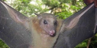 Report: Different groups of bats have their own unique strains of coronavirus Report: Different groups of bats have their own unique strains of coronavirus